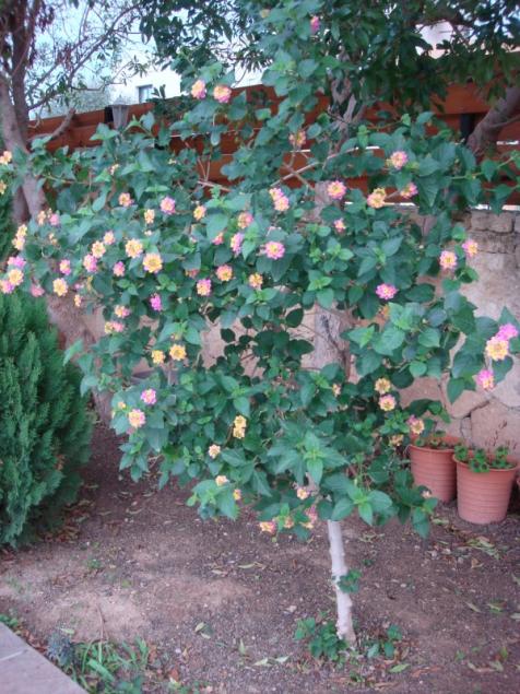 Name:  Lantana camara  winter flowers.jpg
Views: 2417
Size:  71.7 KB