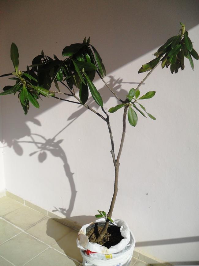 Name:  SDC17026.jpg
Views: 1652
Size:  49.1 KB