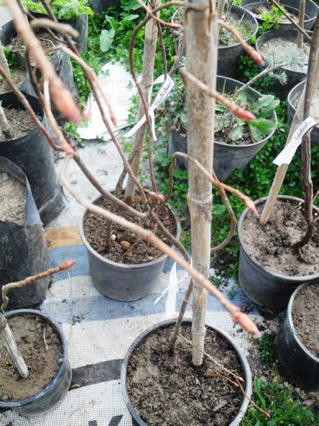 Name:  Rhododendron Luteum.jpg
Views: 1593
Size:  73.2 KB