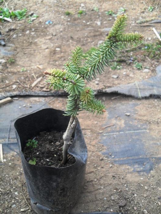 Name:  Abies Pinsapo 'Glauca'.jpg
Views: 1644
Size:  68.5 KB
