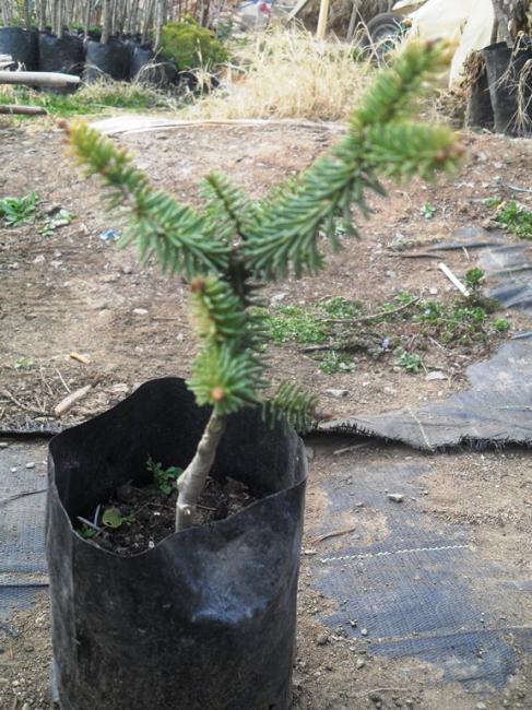 Name:  Abies Pinsapo 'Glauca'_1.jpg
Views: 1469
Size:  70.5 KB
