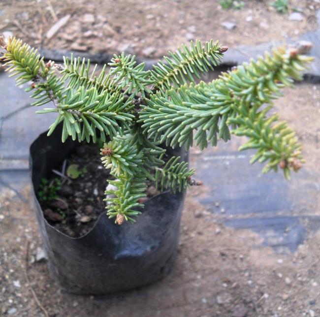Name:  Abies Pinsapo 'Glauca'_2.jpg
Views: 1497
Size:  65.9 KB