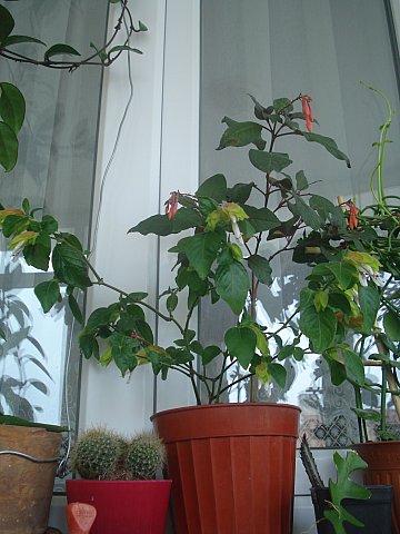 Name:  DSC04713.jpg
Views: 4854
Size:  46.5 KB