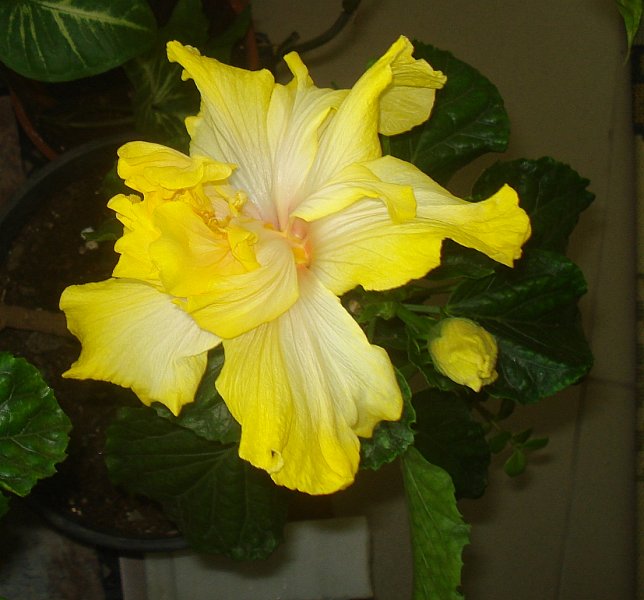 Name:  DSC04772.jpg
Views: 885
Size:  61.8 KB