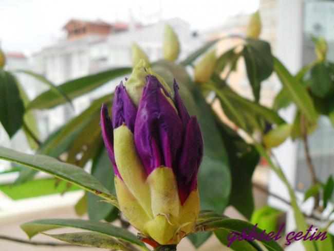 Name:  Rhododendron Ponticum (11).jpg
Views: 1464
Size:  36.8 KB
