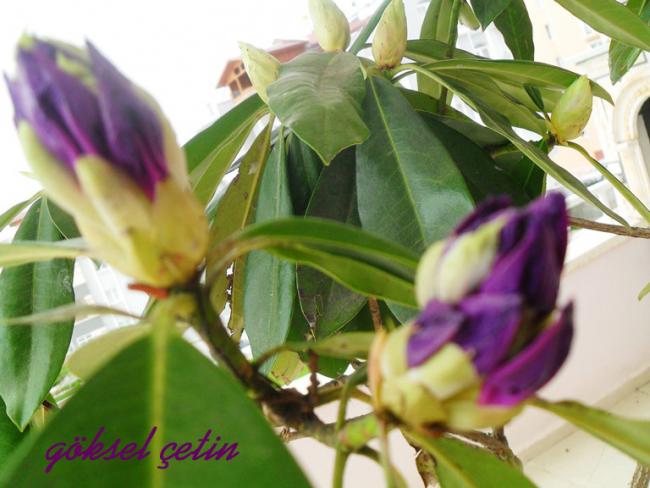 Name:  Rhododendron Ponticum (10).jpg
Views: 1602
Size:  44.2 KB
