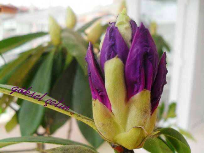Name:  Rhododendron Ponticum (9).jpg
Views: 1812
Size:  34.0 KB