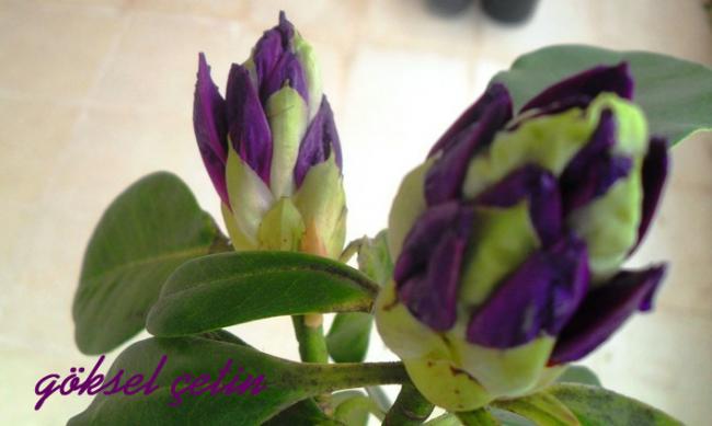 Name:  Rhododendron Ponticum (6).jpg
Views: 1614
Size:  27.6 KB