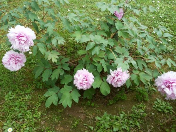 Name:  Peony.jpg
Views: 802
Size:  63.1 KB