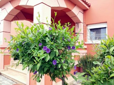 Name:  Clipping solanum.jpg
Views: 872
Size:  33.6 KB