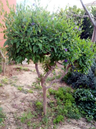 Name:  Solanum r..jpg
Views: 889
Size:  49.9 KB