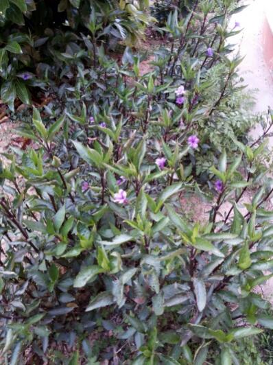 Name:  Walking Ruellia .jpg
Views: 8331
Size:  53.7 KB