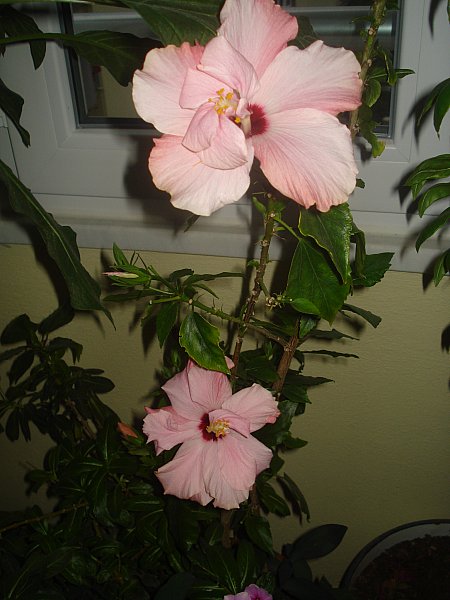 Name:  DSC05449.jpg
Views: 854
Size:  55.6 KB
