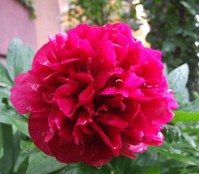Name:  DSCF2159 a.jpg
Views: 1309
Size:  42.8 KB