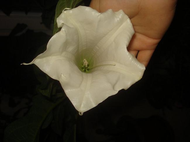 Name:  DSC06636.jpg
Views: 666
Size:  18.9 KB