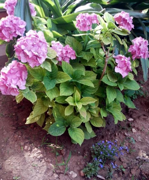 Name:  Hydrangea.jpg
Views: 3128
Size:  66.1 KB