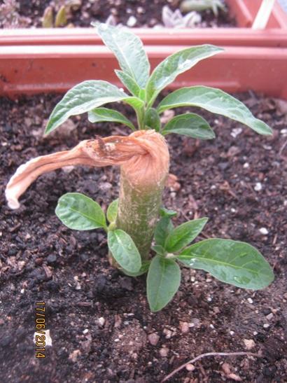 Name:  brugmansia.jpg
Views: 517
Size:  49.2 KB