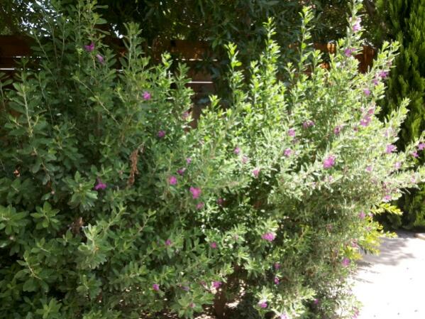Name:  L.frutescens.jpg
Views: 1009
Size:  69.4 KB