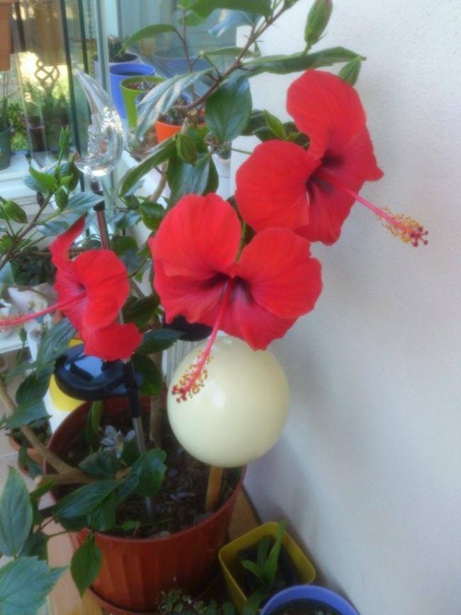 Name:  10426620_585218534924469_4396471247956994724_n.jpg
Views: 651
Size:  59.9 KB