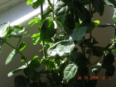 Name:  DSCN2262.jpg
Views: 1636
Size:  25.1 KB