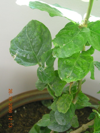 Name:  DSCN2264.JPG
Views: 946
Size:  67.7 KB