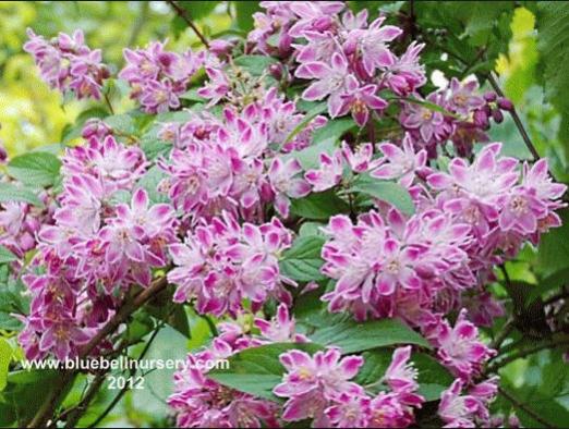 Name:  Deutzia.jpg
Views: 4080
Size:  55.4 KB