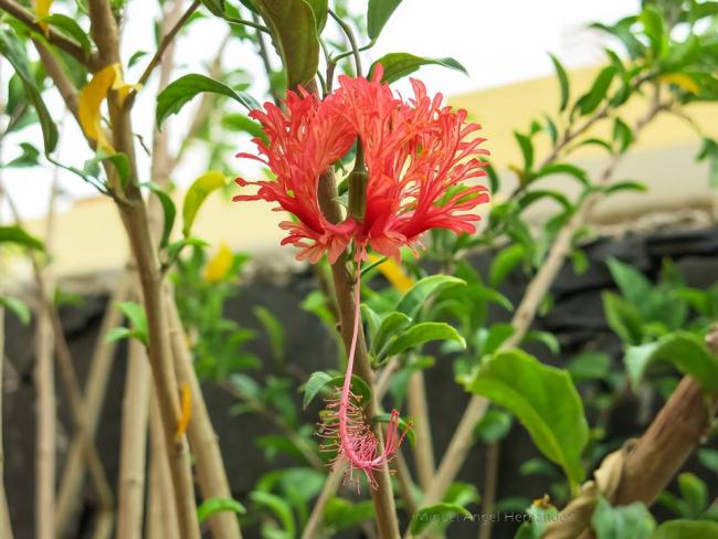 Name:  Gran Canaria.jpg
Views: 797
Size:  51.9 KB