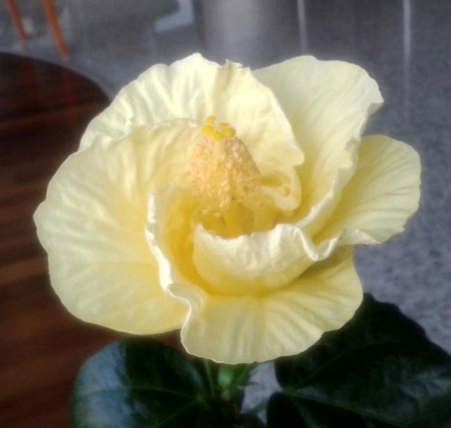 Name:  20140829_093021.jpg
Views: 1123
Size:  32.2 KB