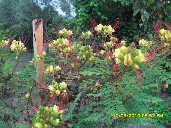 Name:  025.jpg
Views: 2325
Size:  71.8 KB
