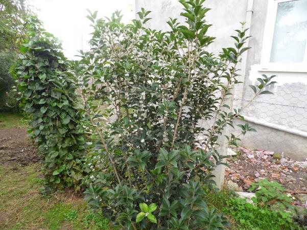 Name:  008.jpg
Views: 2811
Size:  72.7 KB
