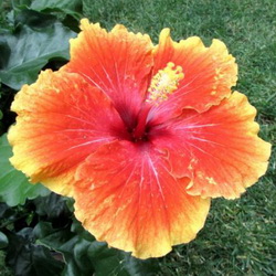 Name:  Tturt Ottoman Sunshine.jpg
Views: 931
Size:  38.6 KB