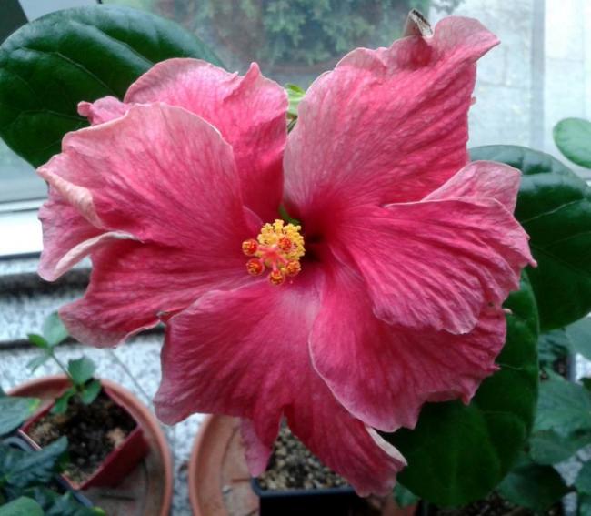 Name:  pink charm.jpg
Views: 913
Size:  50.7 KB