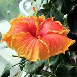 Name:  Tturt Salmon Pink.jpg
Views: 883
Size:  45.3 KB