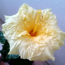 Name:  Tturt Yellow Canary.jpg
Views: 913
Size:  29.7 KB