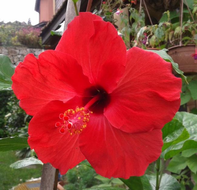 Name:  red flag.jpg
Views: 942
Size:  52.4 KB