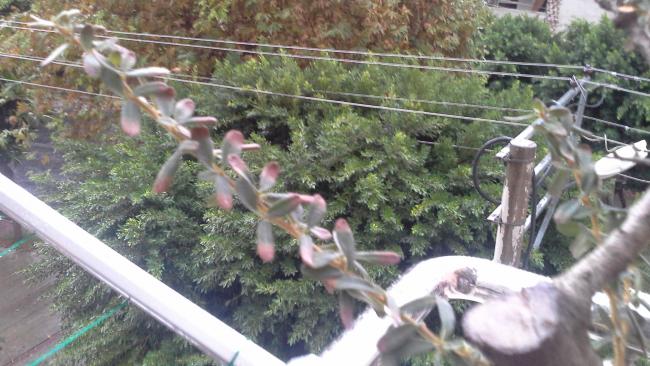 Name:  20141015_080219.jpg
Views: 3009
Size:  52.2 KB