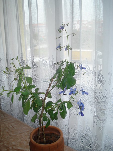 Name:  DSC07284.jpg
Views: 880
Size:  70.0 KB