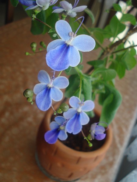 Name:  DSC07285.jpg
Views: 924
Size:  41.0 KB