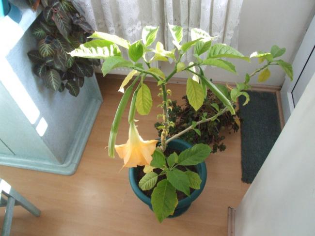Name:  DSCF6260.jpg
Views: 855
Size:  39.2 KB