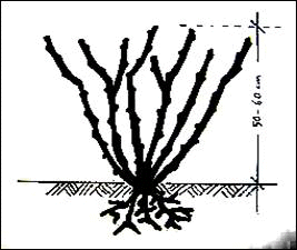 Name:  sekil4.gif
Views: 216125
Size:  16.5 KB