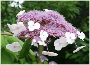 Name:  ortaspera.jpg
Views: 5512
Size:  19.2 KB