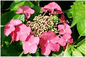 Name:  ortlacecap.jpg
Views: 5380
Size:  20.6 KB