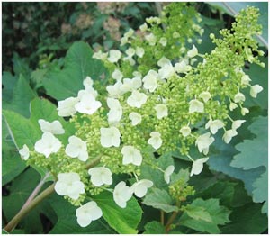 Name:  ortquercifolia.jpg
Views: 5148
Size:  23.7 KB