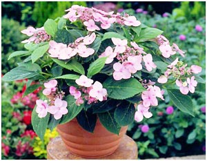 Name:  ortserrata.jpg
Views: 4387
Size:  26.2 KB