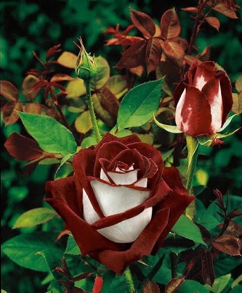 Name:  image.jpg
Views: 3396
Size:  64.6 KB