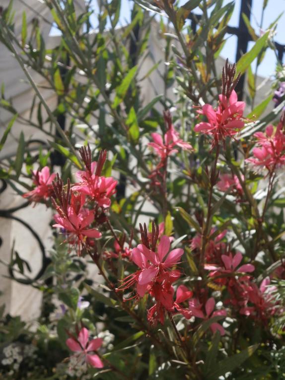 Name:  Gavura (Gaura) 1.jpg
Views: 1998
Size:  74.8 KB