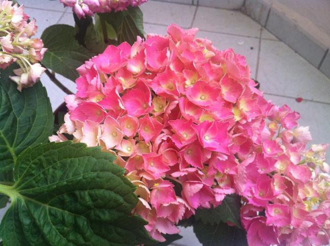 Name:  11039100_10153320673779674_2957515495978804548_o.jpg
Views: 1926
Size:  54.6 KB