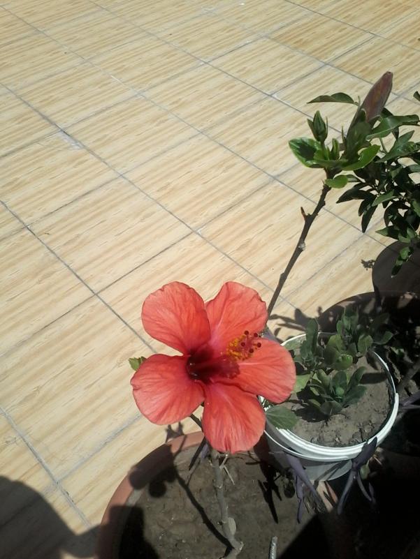 Name:  20150520_113759.jpg
Views: 618
Size:  72.1 KB
