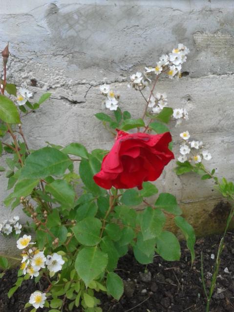 Name:  20150526_101310.jpg
Views: 1556
Size:  52.0 KB