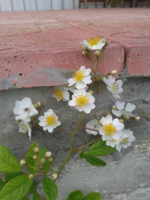 Name:  20150526_101255.jpg
Views: 1409
Size:  42.5 KB